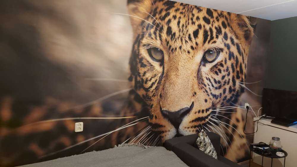 Close, up of a leopard