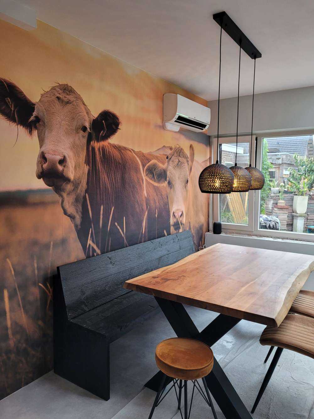 Cows in the evening sun