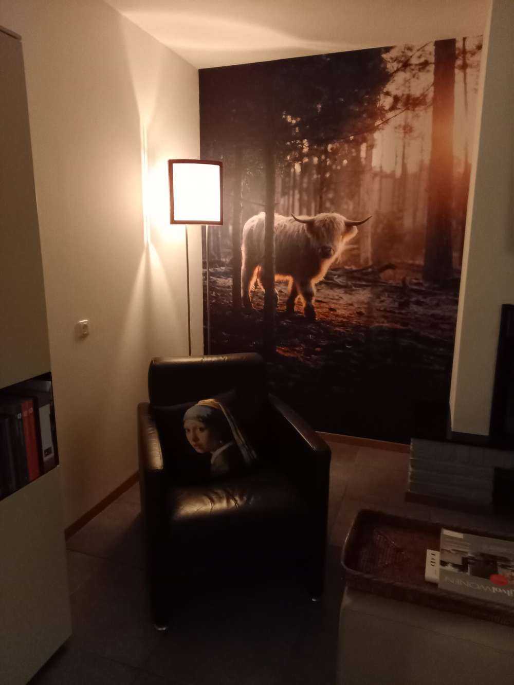 White Scottish Highlander