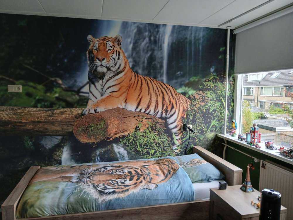 Tiger in the jungle