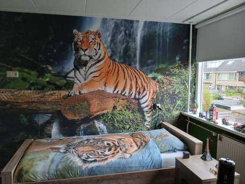 Tiger in the jungle