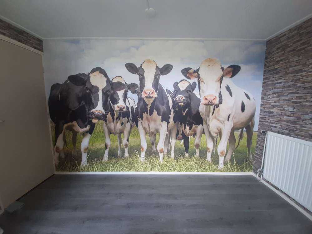 Herd with cows