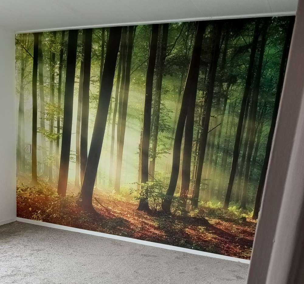 Morning sun among the trees