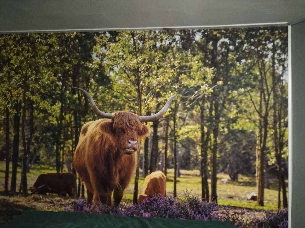 Highlanders in nature reserve