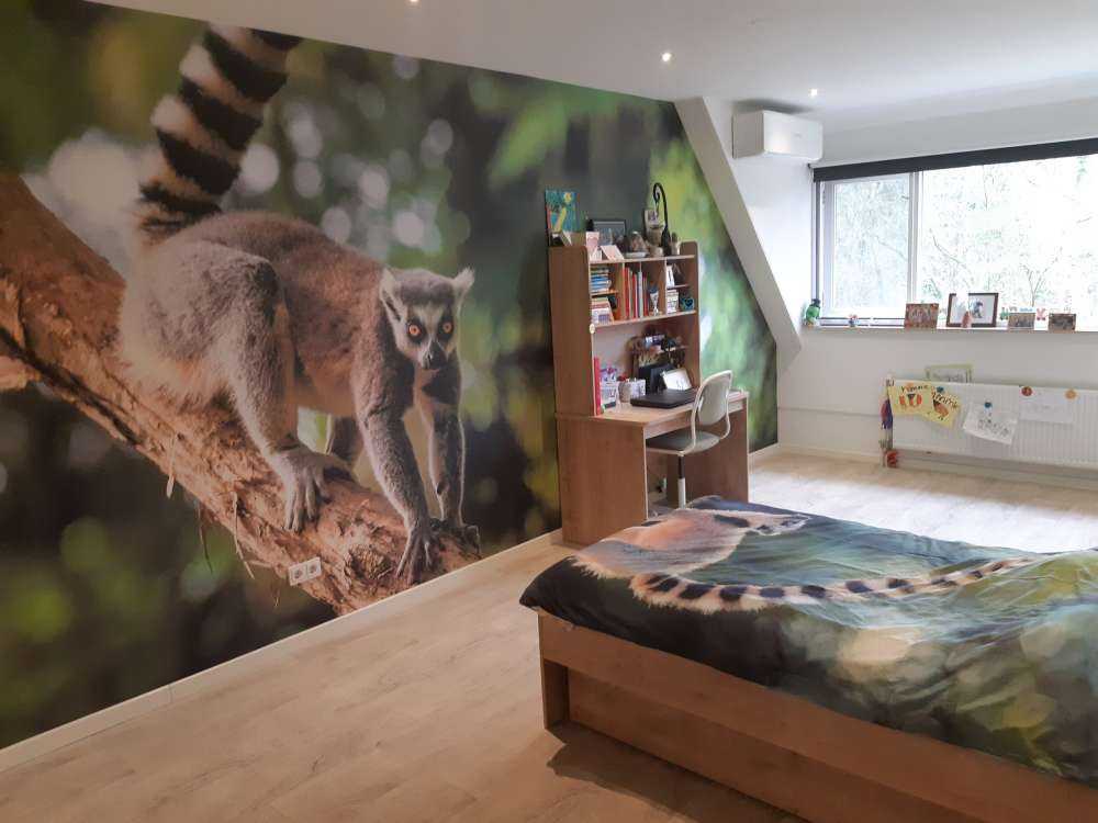 Ring-tailed monkey in a tree