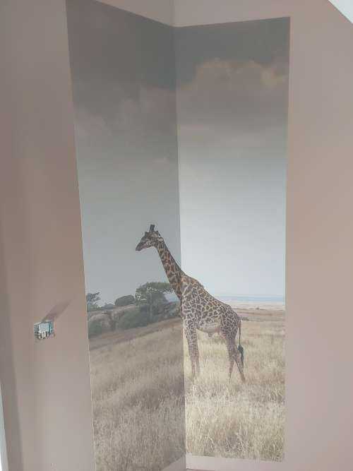 Giraffe on a savannah