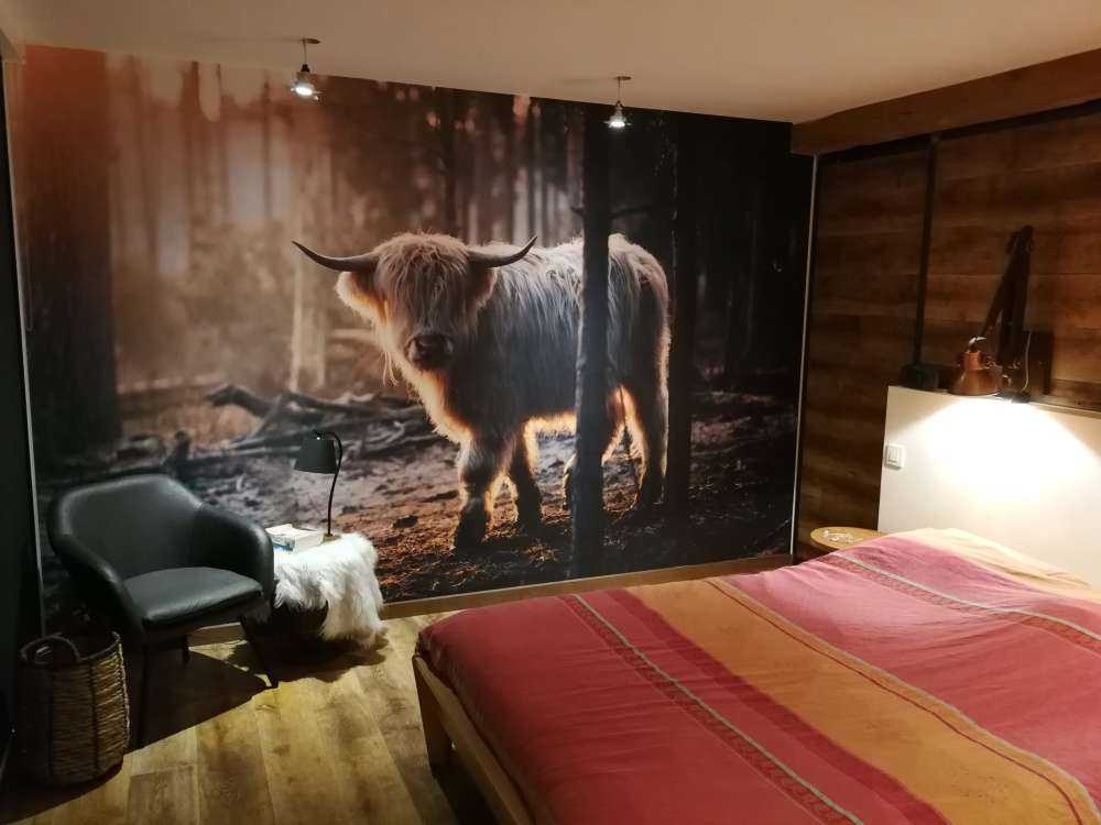 White Scottish Highlander