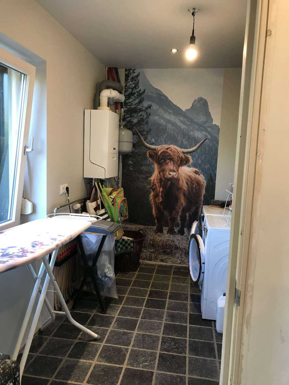 Scottish highlander among the trees