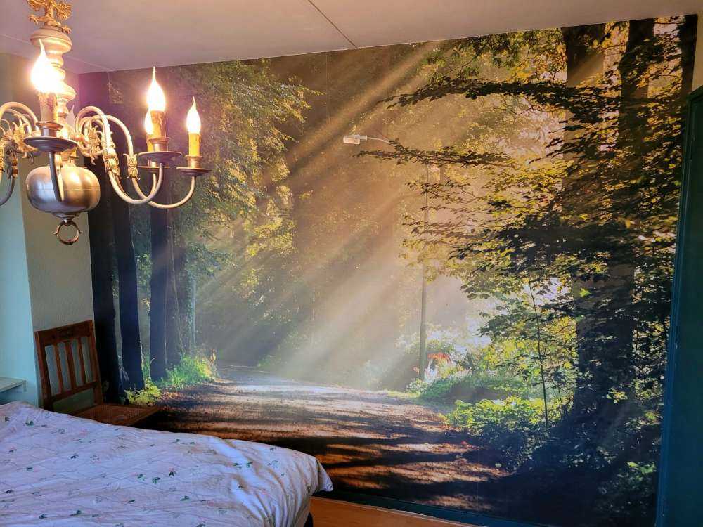 Sunbeams through the trees