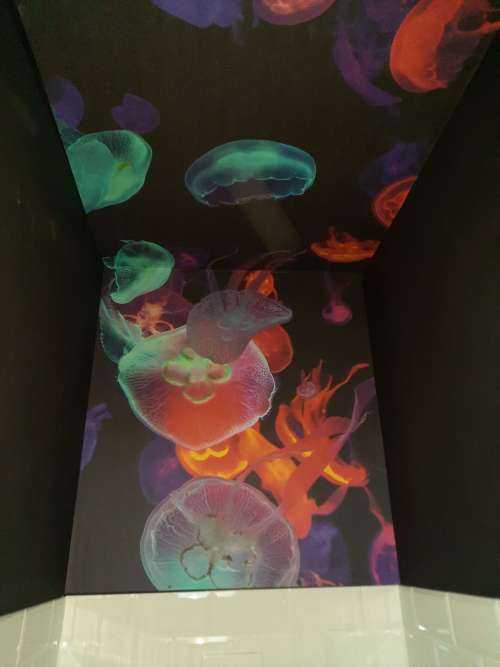 Coloured jellyfish