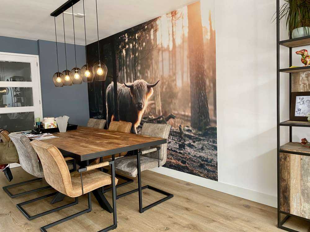 White Scottish Highlander