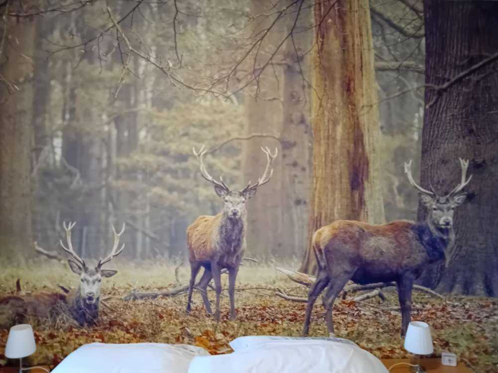 Wild deer