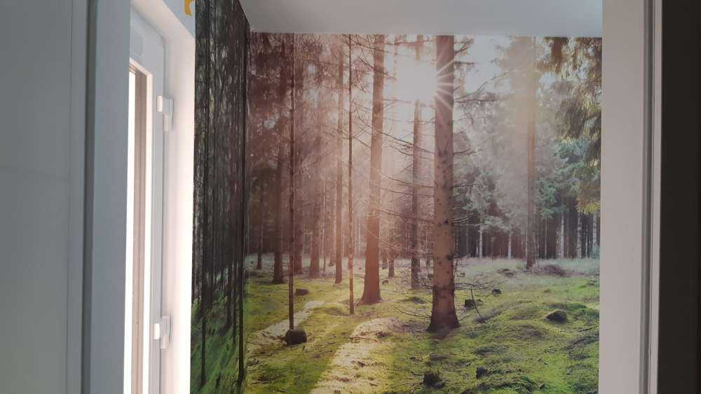 Coniferous forest with moss