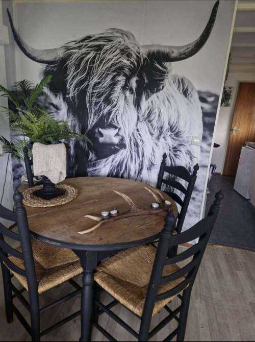 Scottish Highlander in black and white