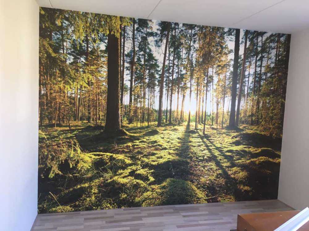 Pine forest