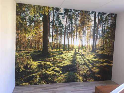 Pine forest