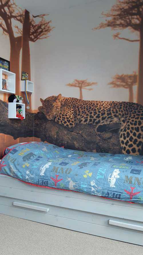 Sleeping leopard