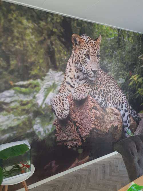 Leopard on tree