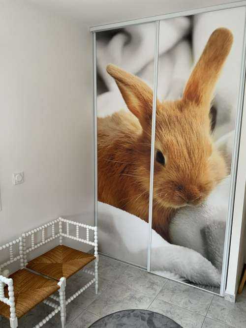 Brown rabbit