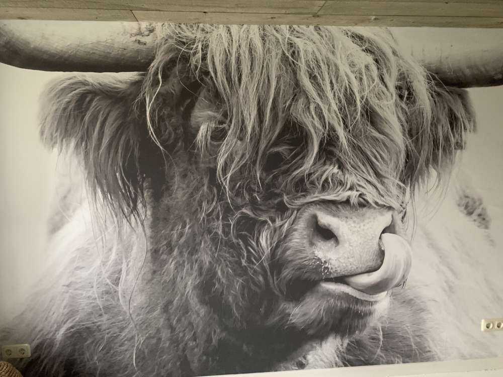 Funny Scottish Highlander