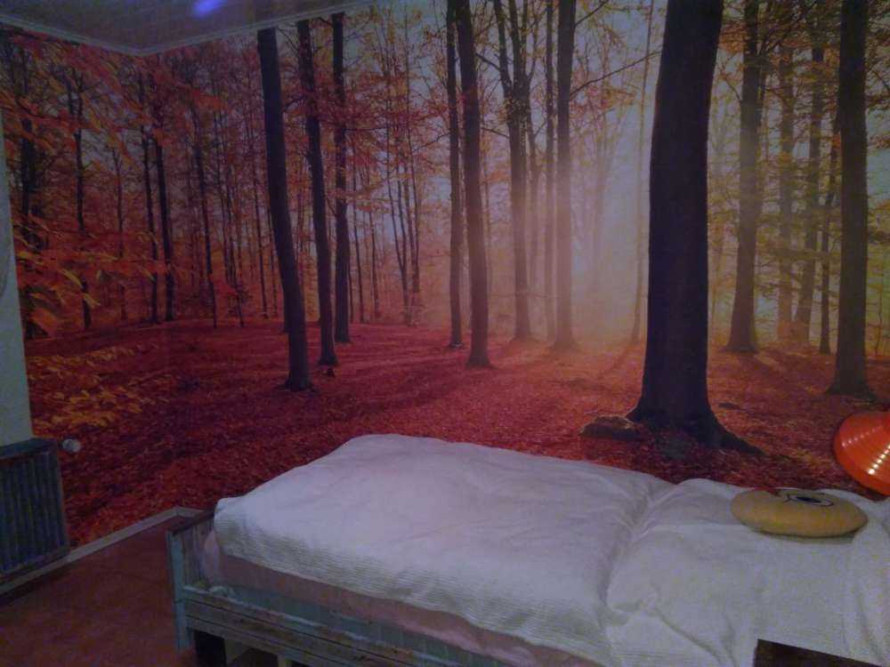 Autumn morning in forest