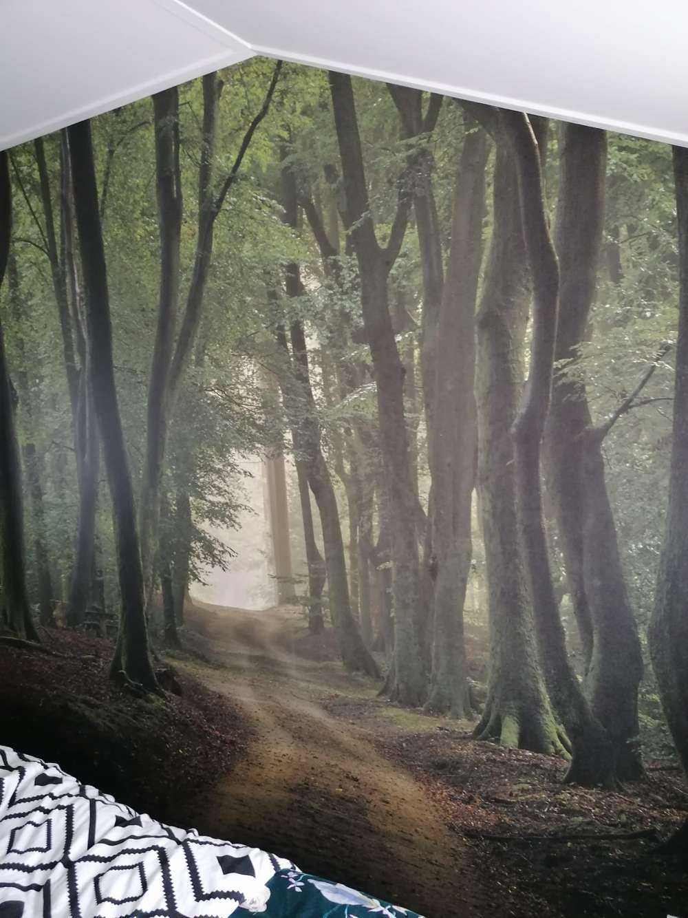 Sandpath in the forest