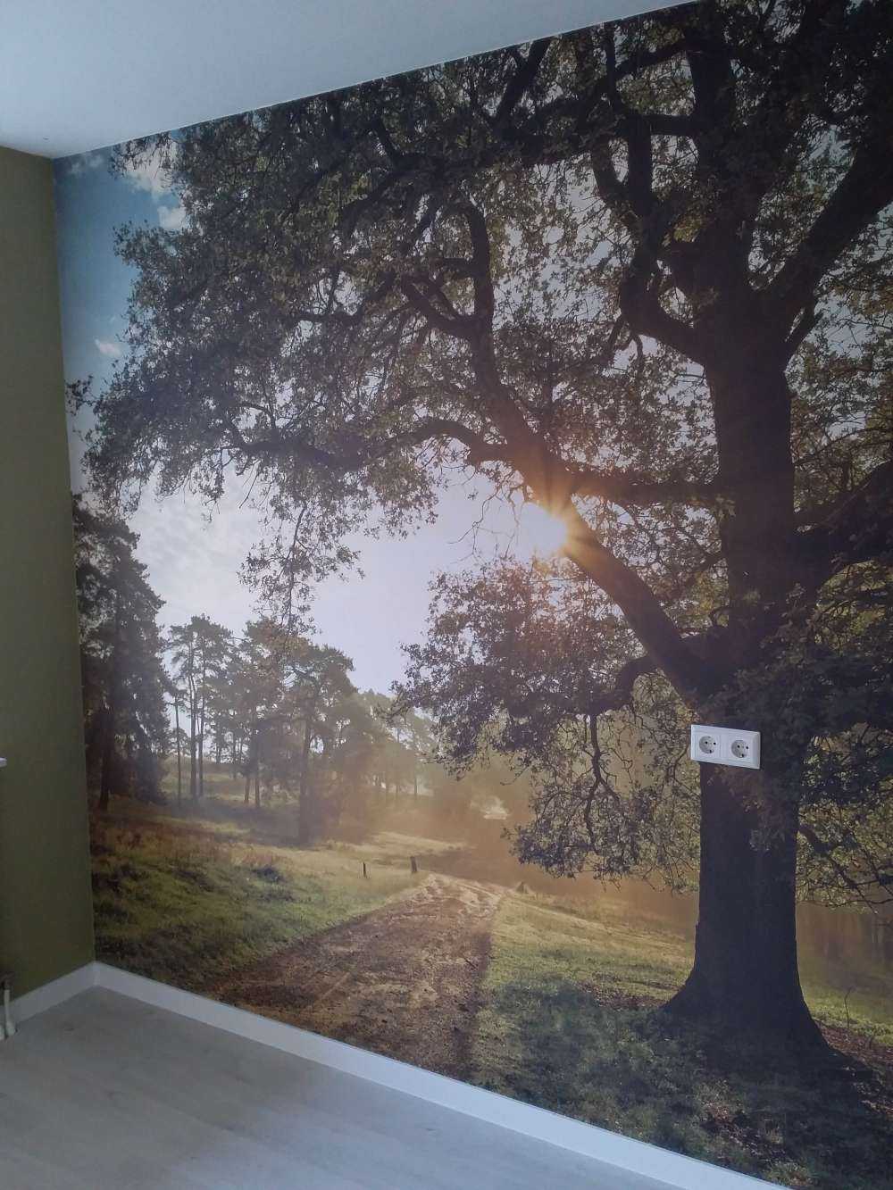 Sunrise in forest