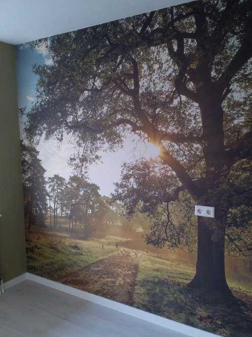 Sunrise in forest