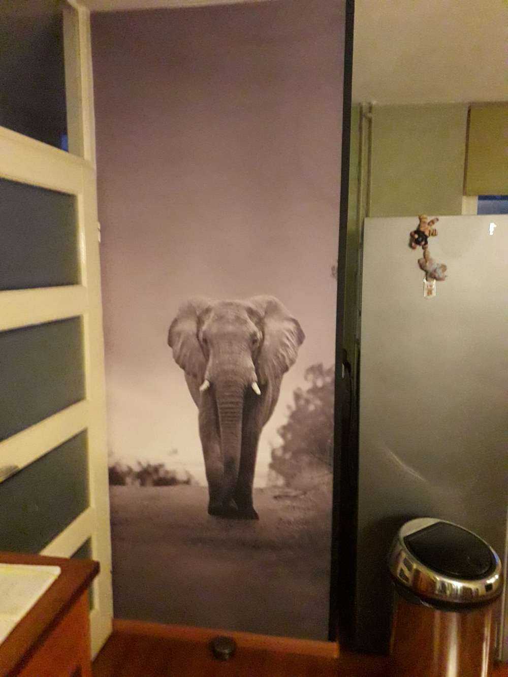 Elephant in the sunset