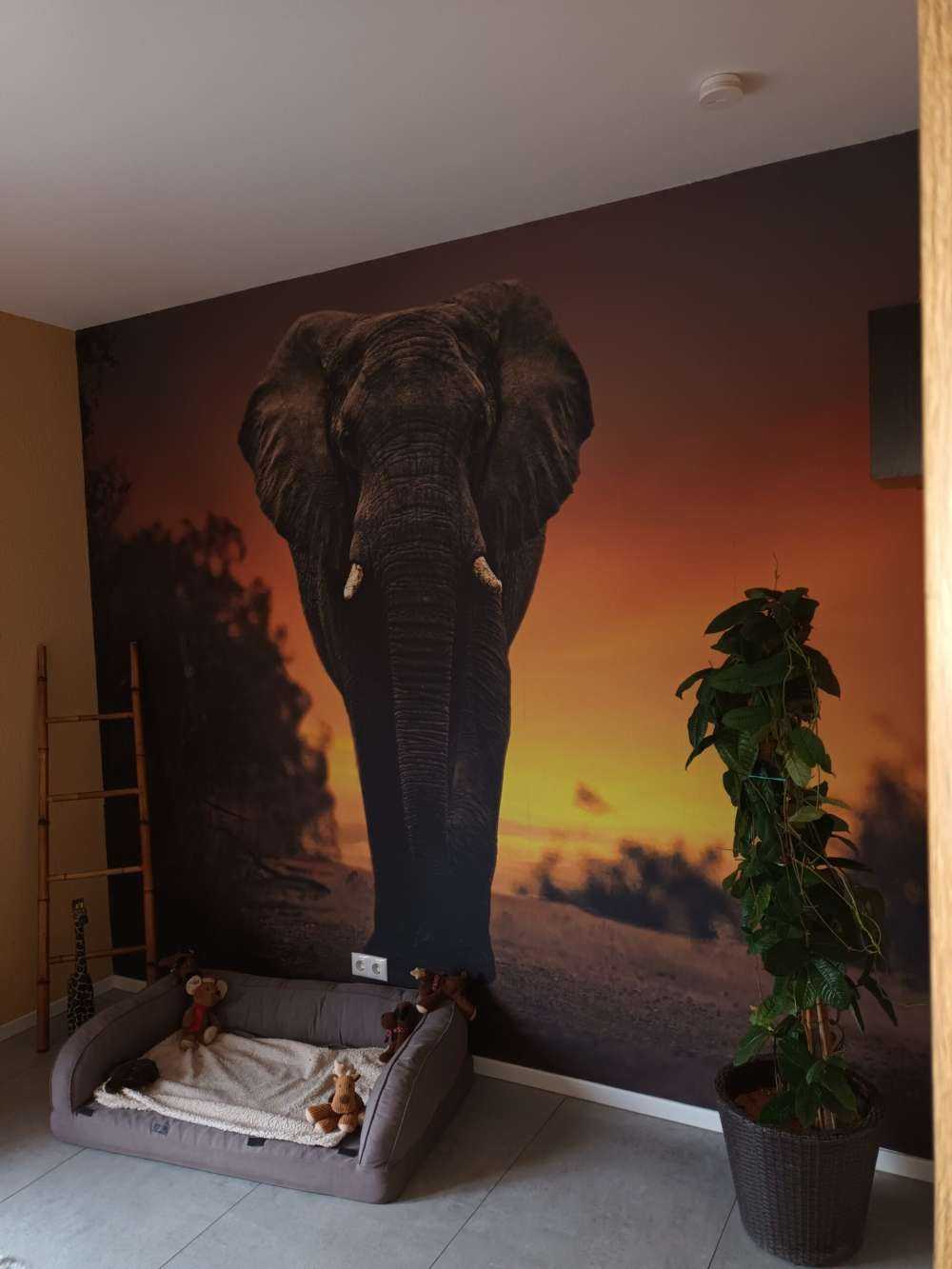 Elephant in the sunset