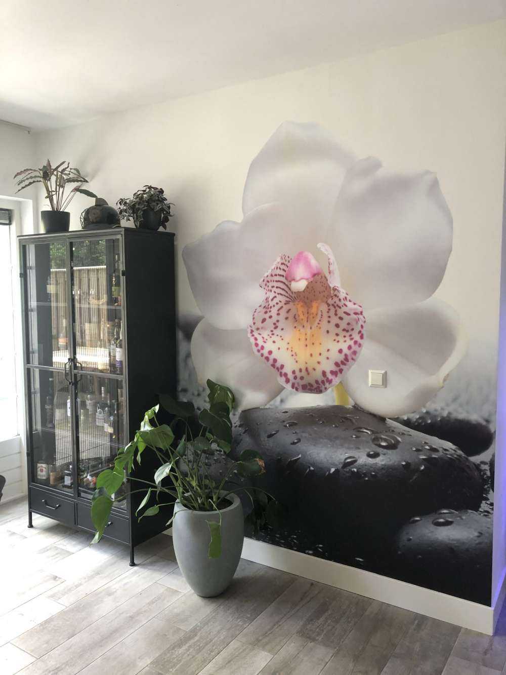 White orchid