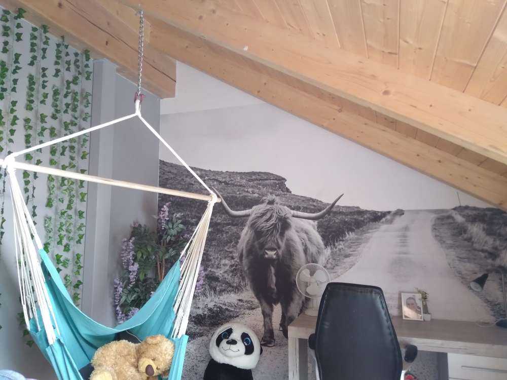 Scottish Highlander on a road