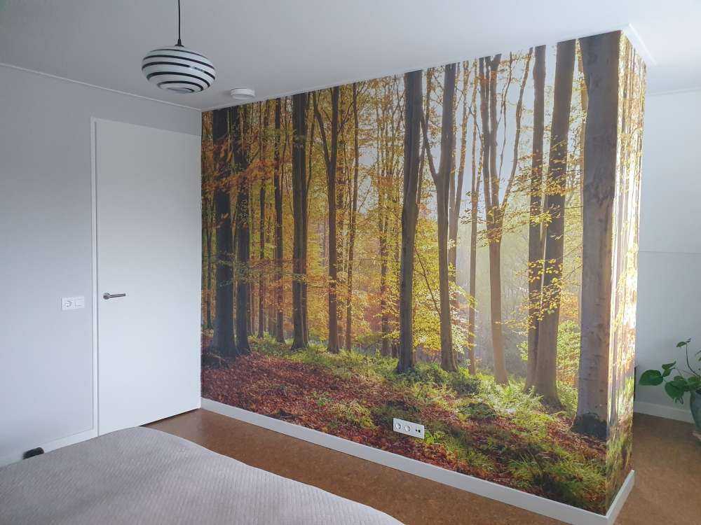 Sunny forest