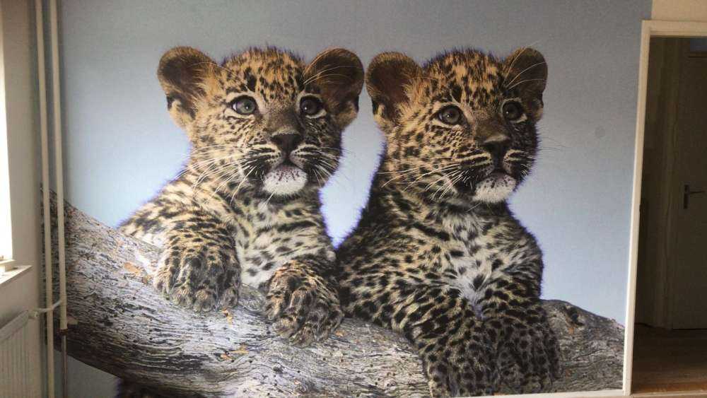 Small leopards