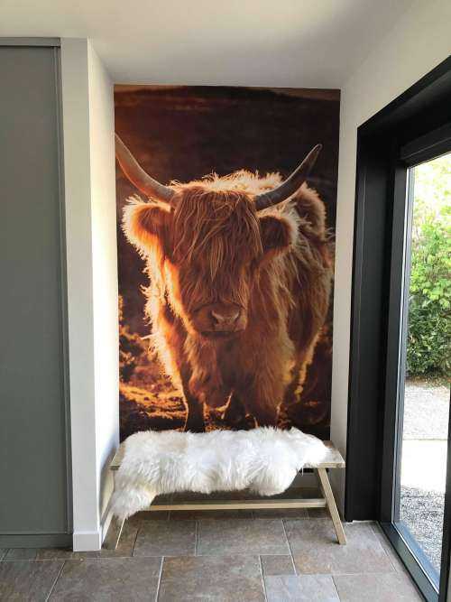 Scottish Highlander in the sun