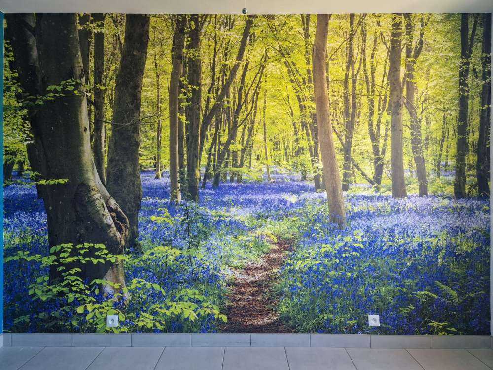 Forest in the sunlight