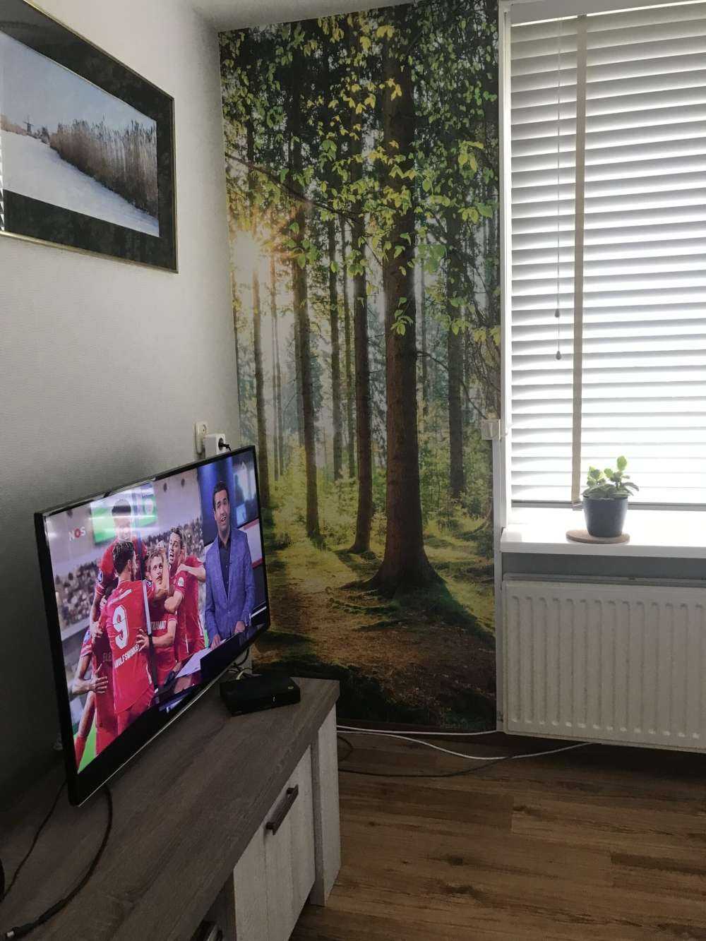 Sunrise in the forest