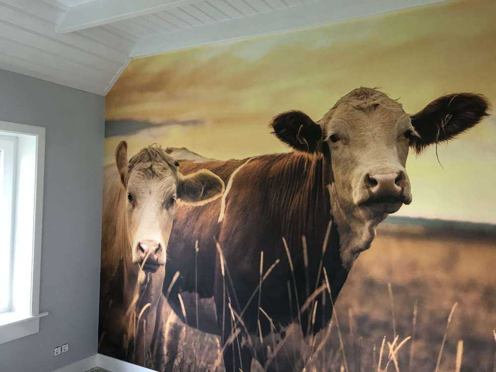 Cows in the evening sun