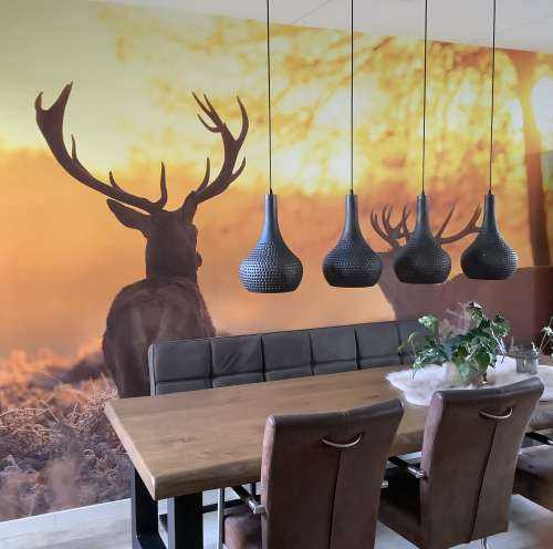 Deer at sunset