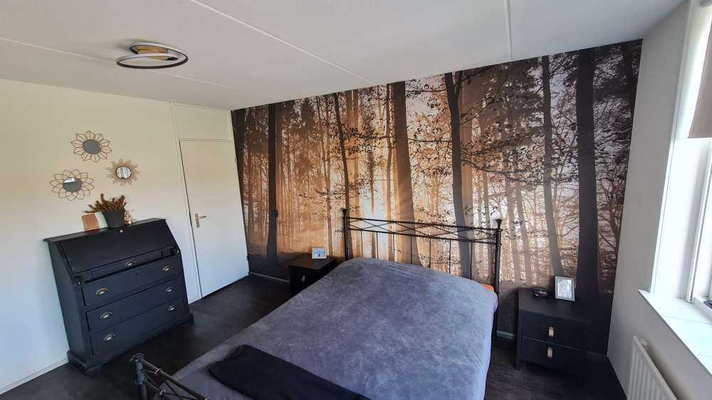 Sunshine in a misty forest