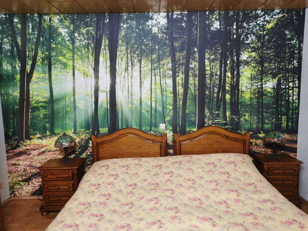 A morning in the forest