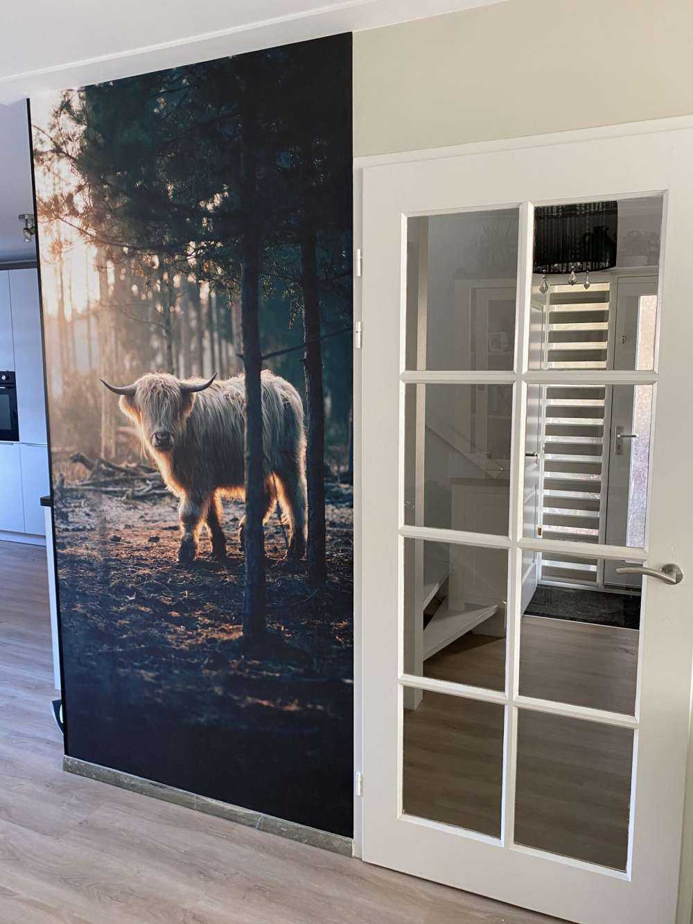 White Scottish Highlander