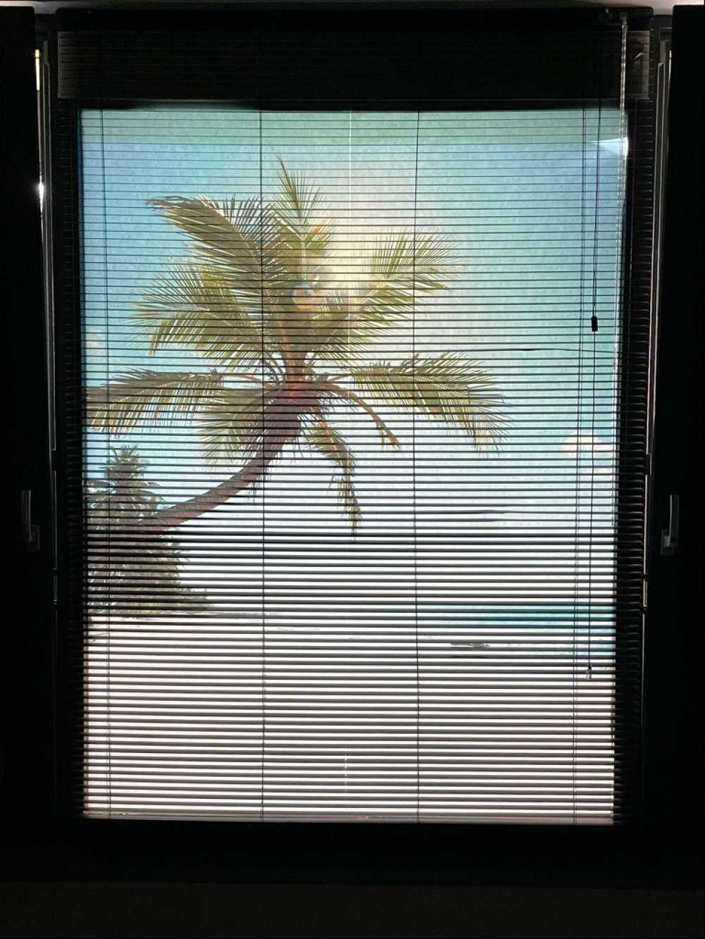 Large palm tree