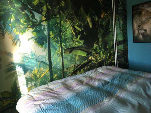 Mysterious jungle