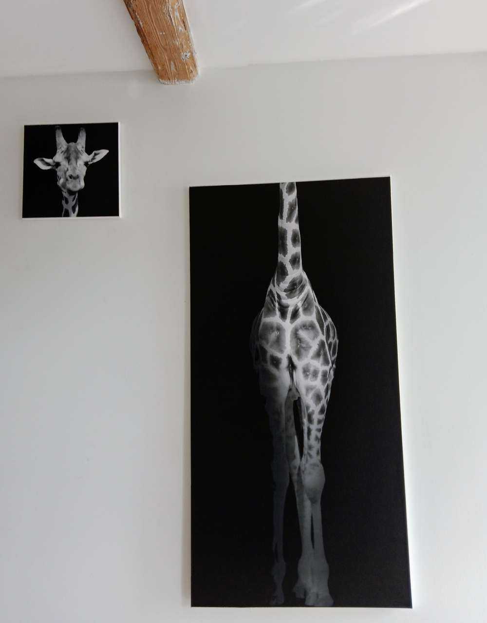 Giraffe black and white