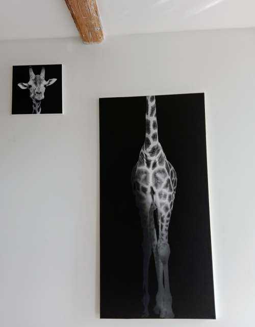 Giraffe black and white