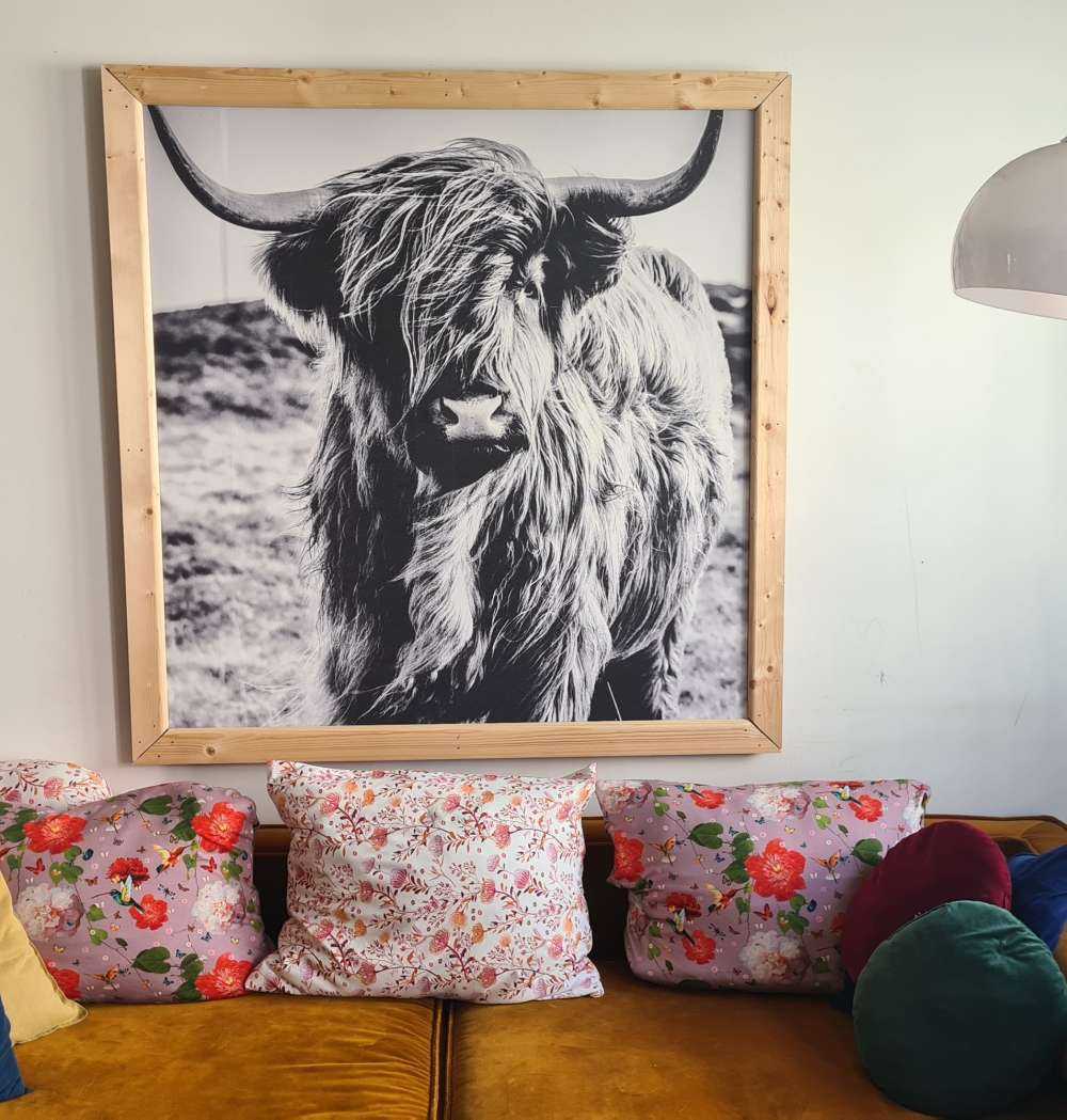 Scottish Highlander in black and white