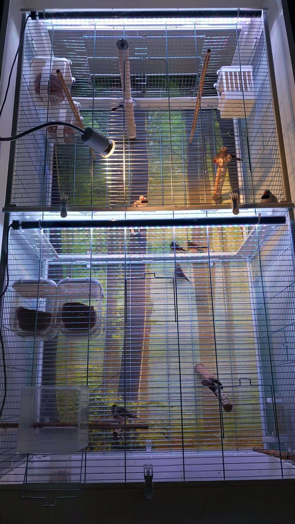 Morning sun among the trees