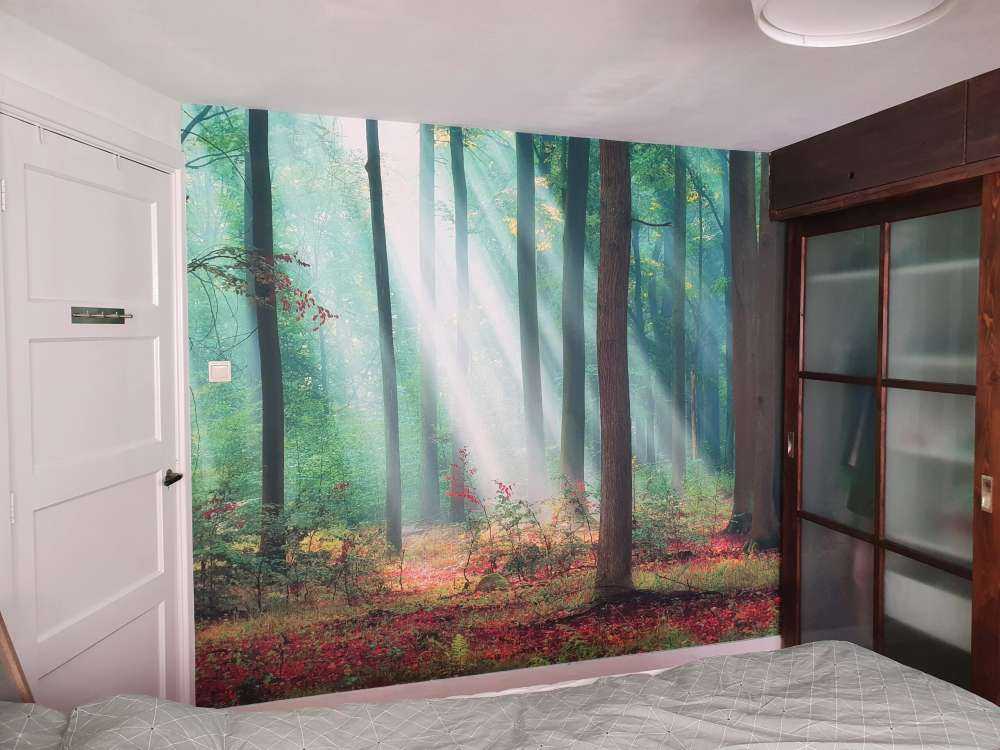 Morning in the woods