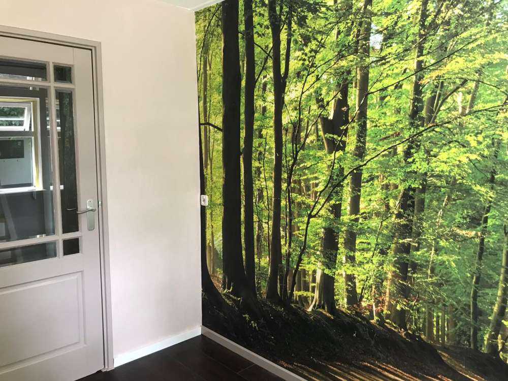 Sunny road through a forest